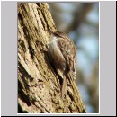 Certia brachydactyla - Gartenbaumlaefer - 03.jpg